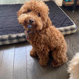 Sansa - Poodle