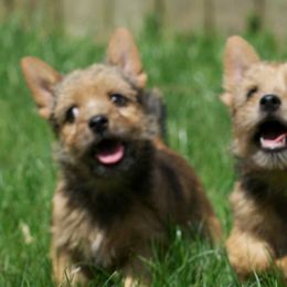 Labrador Retrievers and Norwich Terriers from Rockycreek