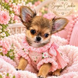 Tiny Kimi - Red and white female Chihuahua puppy in Mckinney, Texas from Sugar Cookie Chihuahuas