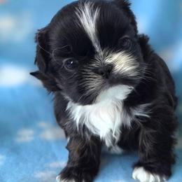 Vegas - Red and white male Shih Tzu puppy in Waynesboro, Pennsylvania from Big Win Shih Tzus