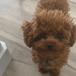 Cavapoos and Poodles from Corrington Curls