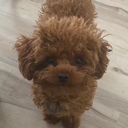 Cavapoos and Poodles from Corrington Curls