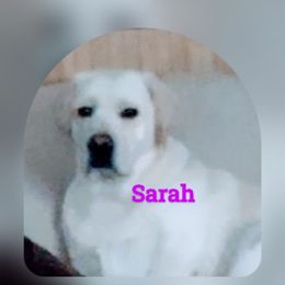 Sarah - Labrador Retriever