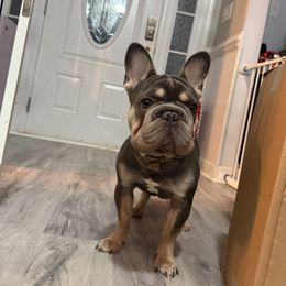 Caramel - Blue male French Bulldog puppy in Alexandria, Virginia from Boss Lady Kennel