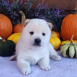 Frosty - Cream male Shiba Inu puppy in Clayton, Illinois from Adorable-Puppies