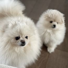 Pomeranian Puppies from Royal_poms
