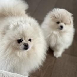 Pomeranian Puppies from Royal_poms