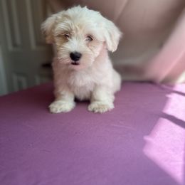 Frost - White Havanese puppy in Pearland, Texas from Herds Of Havanese