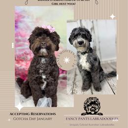 Australian Labradoodle puppies from Fancy Pants Labradoodles