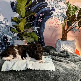Poodle Puppies from Pantheon Poodles