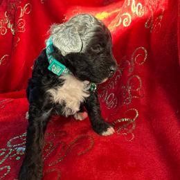 Finn - Black and white male Aussiedoodle puppy in Deer Park, Washington from Doodle Paw Ranch