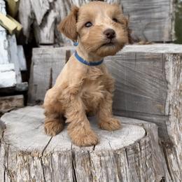 Voodoo - Wheaten male Miniature Schnauzer puppy in Silver Creek, Mississippi from Mamie’s Minis, LLC