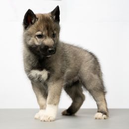 Dorian - Agouti and white male Siberian Husky puppy in Meadow Vista, California from Thistle Hill Siberians