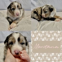 Australian Shepherd Puppies from Ellie Mae Aussies