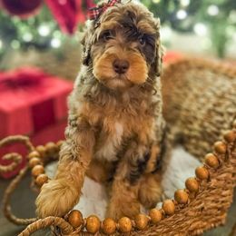 Sugarplum - Chocolate merle female Bernedoodle puppy in Russell Springs, Kentucky from 270 Doodles
