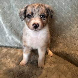 Miniature Australian Shepherds from Twisted H Ranch Aussies
