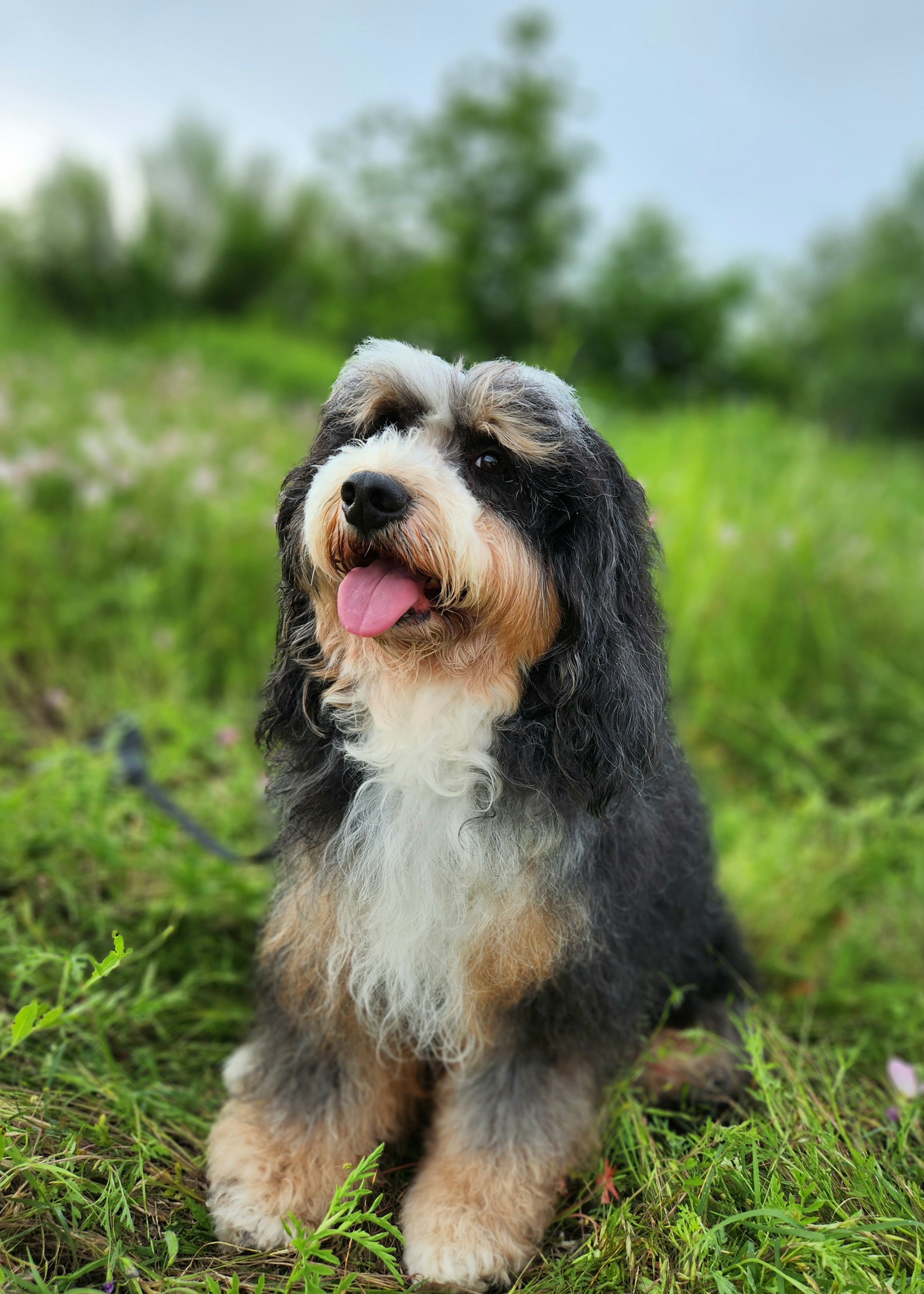 Misha - Bernedoodle