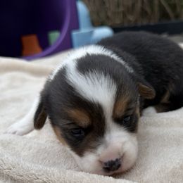 Boy 1 - Black and white male American Corgi puppy in Scottown, Ohio from Wyndy Ridge Corgis