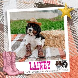 Lainey - Black white and tan female English Springer Spaniel puppy in Albany, Minnesota from Farm Fresh Labradors & English Springers