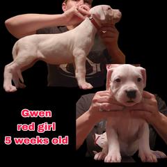 Girl 4 - red girl - White female Dogo Argentino puppy in Blythe, California from Dogos del Gran Reino