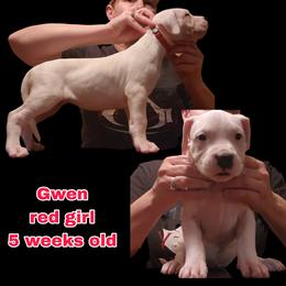 Girl 4 - red girl - White female Dogo Argentino puppy in Blythe, California from Dogos del Gran Reino