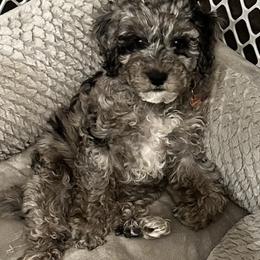 Cockapoo Puppies from M&M Cockapoos of Iowa