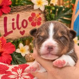 Lilo - Red tri-color female Australian Shepherd puppy in Placerville, California from BFF Aussies