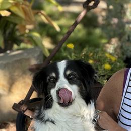 Australian Shepherds from TANDEM Aussies