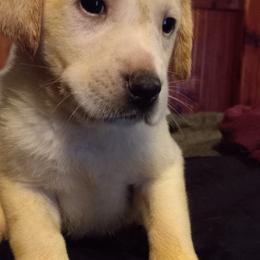 Labrador Retrievers from Cross Lake Labradors / Melody Paasch