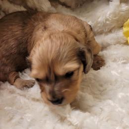 Dachshund Puppies from CLARK'S BREEDING PROGRAM