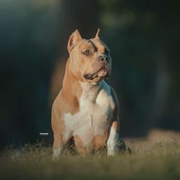 Maddis - American Bully