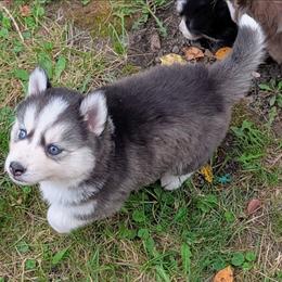 Gino - Black and white male Pomsky puppy in Charlotte, Michigan from Moore Pomskies