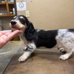 Waylon Jennings - Piebald male Dachshund puppy in Irving, Texas from DFW Dachshunds by G & S
