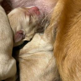Black - Golden male Golden Retriever puppy in Indianapolis, Indiana from ZuGolden Retrievers & Doodles