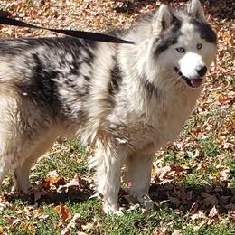 Sterling  - Siberian Husky