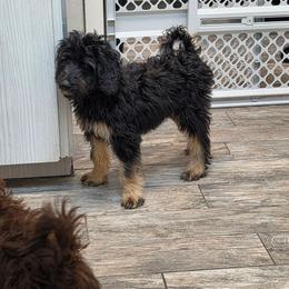 Cashew - Black tri-color male Aussiedoodle puppy in Lithia, Florida from Waterford Doodle Farm