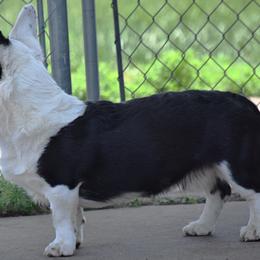 Cardigan Welsh Corgis from BELieve Cardigan Welsh Corgis