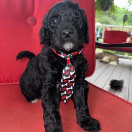 Yellow boy - Black male Goldendoodle puppy in Strattanville, Pennsylvania from Goldhaly Peach Doodles