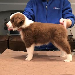 Miniature American Shepherd Puppies from Fruition Farms