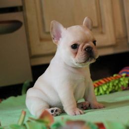 French Bulldog Puppies from Epic French Bulldogs