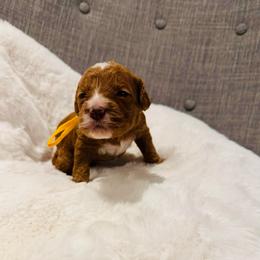 Yellow Collar - Red  female Goldendoodle puppy in Miami, Florida from GoldStar Doodles USA