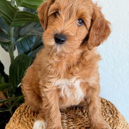 Noah - Apricot male Goldendoodle puppy in Peoria, Arizona from Daisy Mountain Doodles