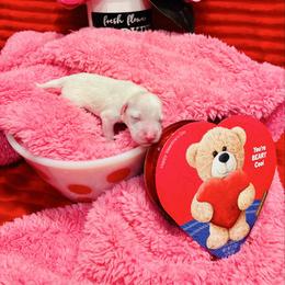 Valentine - Wheaten male Miniature Schnauzer puppy in Alabama from Little River Miniature Schnauzers