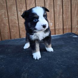 Maddie - Black tri female Toy Australian Shepherd puppy in Leonard, Texas from Tin Roof Aussies
