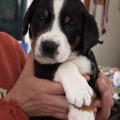 Black collar boy - Black, white and red male Greater Swiss Mountain Dog puppy in Knoxville, Maryland from Dahlgren Swissys