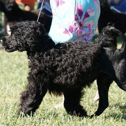 Phoenix - Portuguese Water Dog