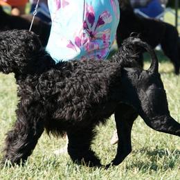 Phoenix - Portuguese Water Dog