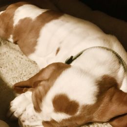 Basset Hound Puppies from Baskins Creek Basset Hounds