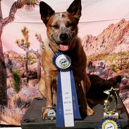 Ruby - Australian Cattle Dog