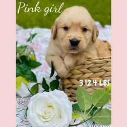 Golden Retriever Puppies from All shades Golden